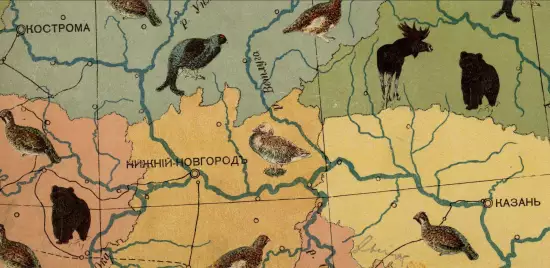 Наглядная карта распространения промысловых и охотничьих животных Европейской России 1906 года - screenshot_3202.webp